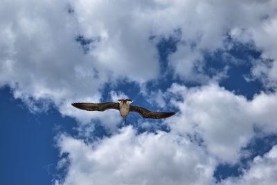 Low angle view of eagle flying in cloudy sky