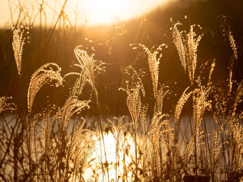 Silver grass in sunshine