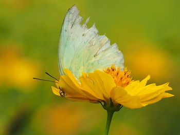 Close-up of butterfly pollinating on yellow flower