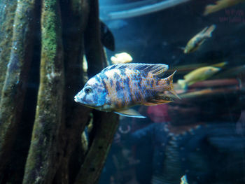 Close-up of fish swimming in sea