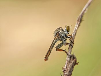 Close-up of insect on plant