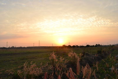 Scenic view of field against sky during sunset