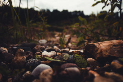 Close-up of stones on rock in forest