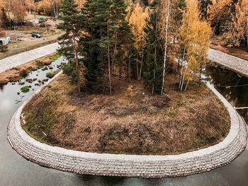 High angle view of trees growing in forest