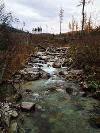 Stream flowing through rocks in forest against sky