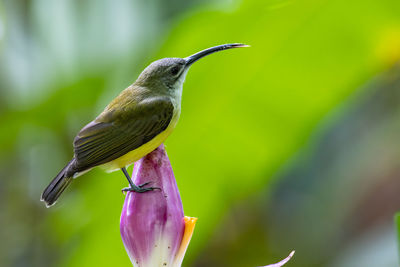 Close-up of bird perching on a plant