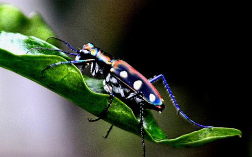 Close-up of insect on plant