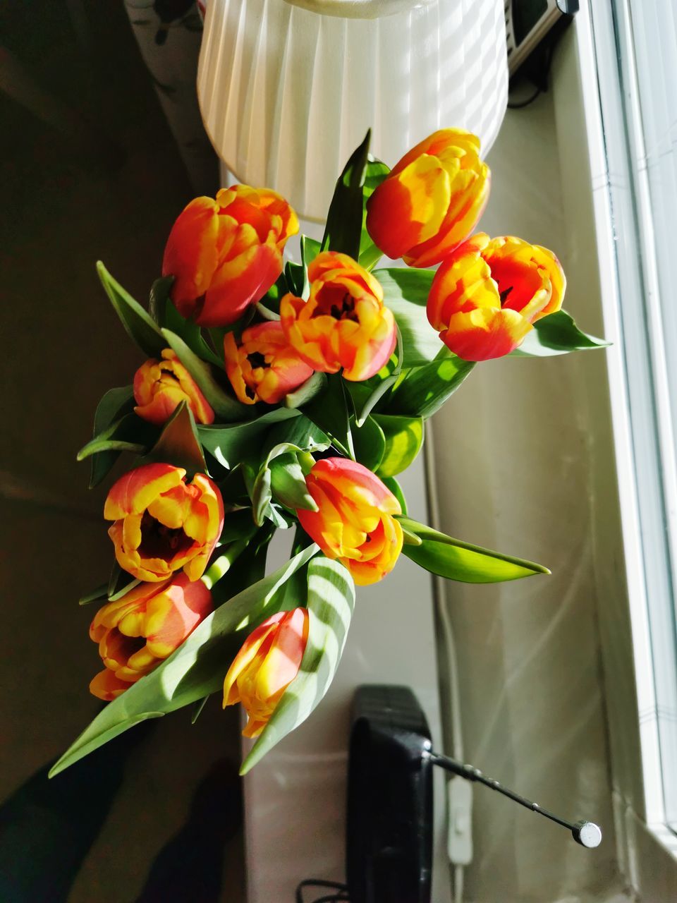 CLOSE-UP OF TULIPS