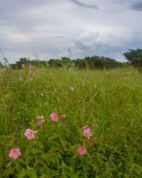 View of flowering plants on field against sky