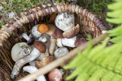 High angle view of mushrooms on field