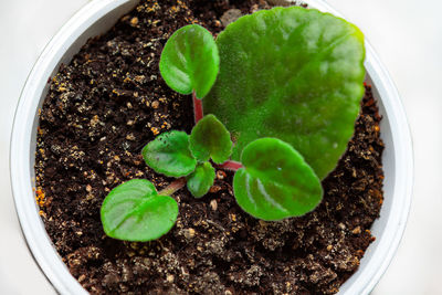 Close-up of potted plant