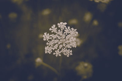 Close-up of flowers against blurred background