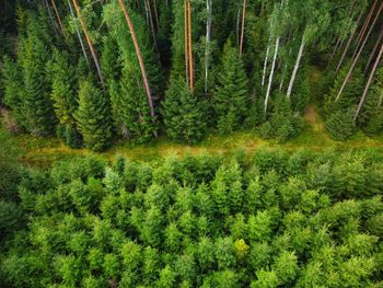 Pine trees in forest