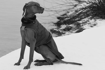 Dog looking away while sitting on land