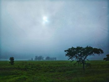 Trees on field against sky during foggy weather