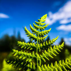 Close-up of succulent plant