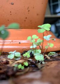 Close-up of potted plant