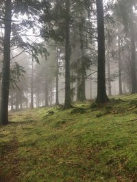 Trees in forest