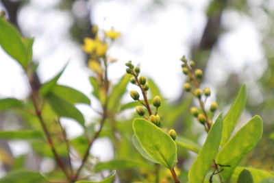 Close-up of fresh green plant