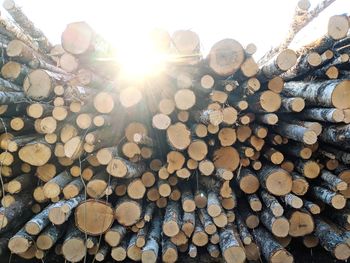 Stack of logs in forest