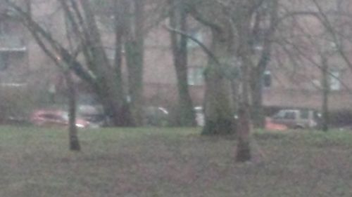 Trees growing on field