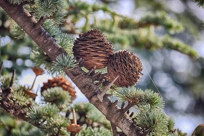 Close-up of pine cone on tree