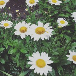 Close-up of white daisy flowers blooming in park