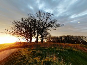 bare tree