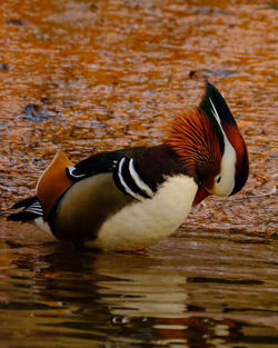 Close-up of duck swimming in lake