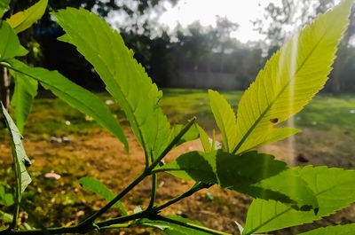 Close-up of raindrops on leaves on field