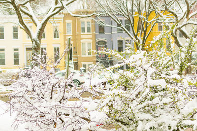 Plants and white building by trees during winter