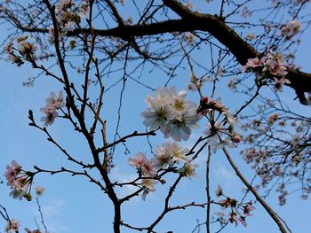 Low angle view of flowers on branch