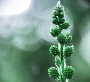 Close-up of green plant
