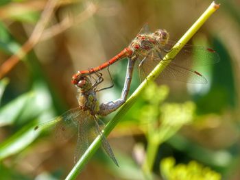 Close-up of insect on leaf