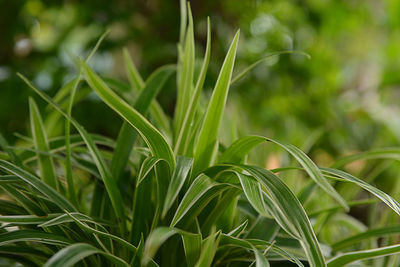 Close-up of fresh green plant