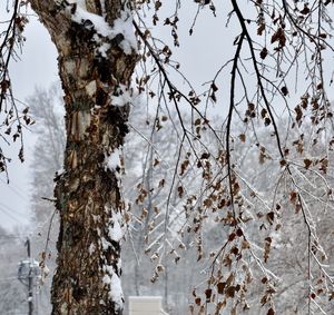 Close-up of tree against sky during winter