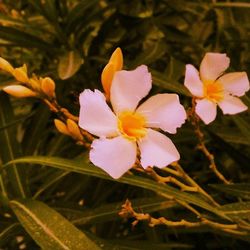 Close-up of pink flower