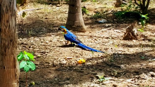 Bird perching on tree