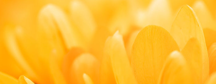 Close-up of orange flower