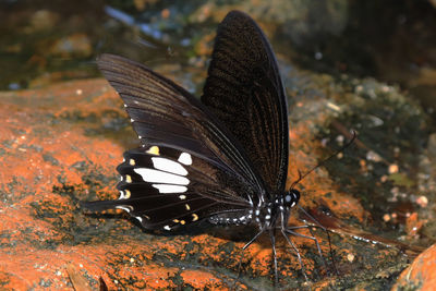 High angle view of butterfly on land