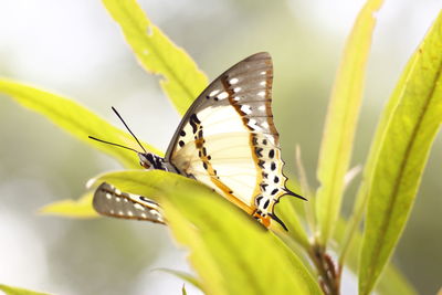 Close-up of butterfly pollinating on flower