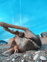 Dog lying on hand against sky