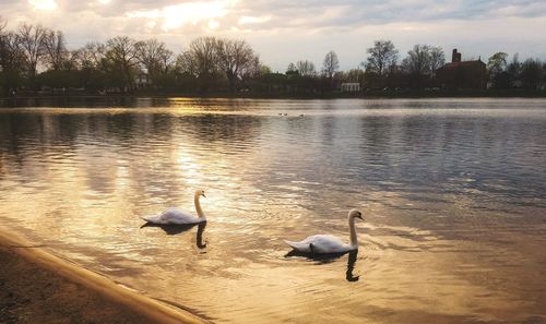 Swans swimming in lake during sunset