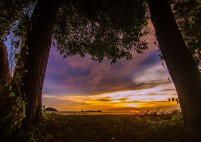 Silhouette trees on field against sky during sunset