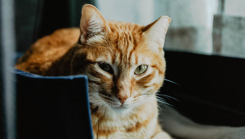 Close-up portrait of ginger cat at home