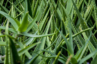 Full frame shot of grass