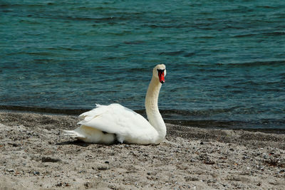 Close-up of swan swimming on lake