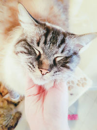Cropped hand touching cat