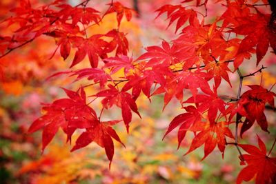 Close-up of orange leaves during autumn