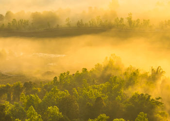 Scenic view of forest against sky during sunset